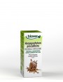 Image de Harpagophytum (Devil's claw) organic - Joints Mother tincture 50 ml - (French) Biover via Buy Crushed Green Clay - Cataplasm and Beauty 1 kg -