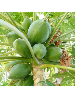 Image 13440 supplémentaire pour Papayer - Feuille coupée 100g - Tisane de Carica papaya