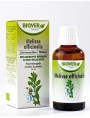 Image de Lemon balm organic - Stress and Digestion Mother tincture Melissa officinalis 50 ml - NZ Biover via Buy Rescue Blackcurrant Pastilles - Occasional stress 50 g - Flowers of