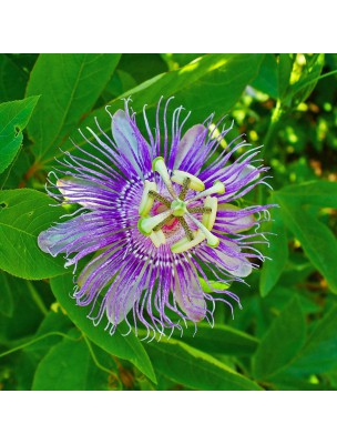 Image 13517 supplémentaire pour Passiflore Bio - Stress et Sommeil Teinture-mère Passiflora incarnata 50 ml - Herbiolys