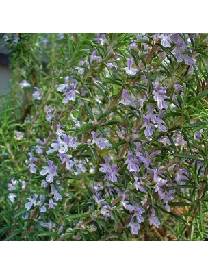 Image 13587 supplémentaire pour Romarin Bio - Digestion Teinture-mère Rosmarinus officinalis 50 ml - Herbiolys