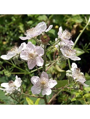 Image 13594 supplémentaire pour Ronce commune Bio - Digestion et Respiration Teinture-mère Rubus fruticosus 50 ml - Herbiolys