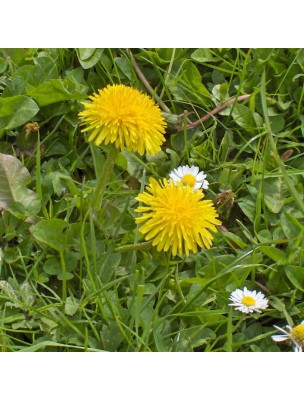 Image 13601 supplémentaire pour Pissenlit Bio - Dépuratif et Digestion Teinture-mère Taraxacum officinalis 50 ml - Herbiolys