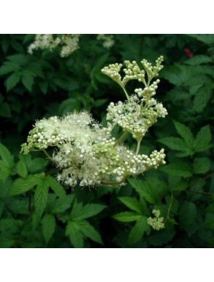 Image 13610 supplémentaire pour Reine des Prés Bio - Dépuratif et Articulations Teinture-mère Spiraea ulmaria 50 ml - Herbiolys