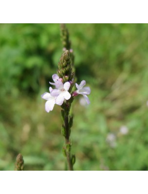Image 13652 supplémentaire pour Verveine officinale Bio - Détente Teinture-mère Verbena officinalis 50 ml - Herbiolys