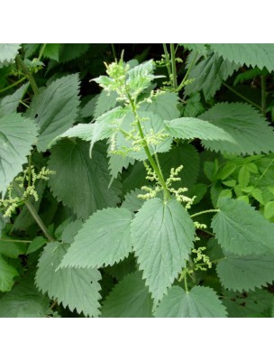 Petite image du produit Ortie Piquante Bio - Articulations et Reminéralisante Teinture-mère Urtica dioica 50 ml - Herbiolys