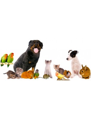 https://www.louis-herboristerie.com/13881-home_default/stop-verm-natural-vermifuge-for-dogs-and-cats-50-ml-anibio.jpg