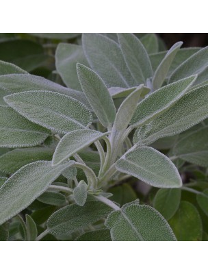 Image 13958 supplémentaire pour Sauge officinale Bio - Digestion et Transpiration Teinture-mère Salvia officinalis 50 ml - Herbiolys