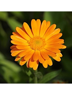 Image 13982 supplémentaire pour Souci (Calendula) Bio - Peau et Muqueuses Teinture-mère Calendula officinalis 50 ml - Herbiolys