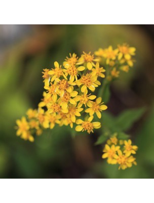 Image 14014 supplémentaire pour Solidage Verge d'Or Bio - Système urinaire Teinture-mère Solidago virgaurea 50 ml - Herbiolys