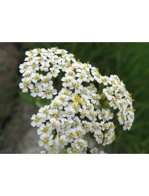 Image 14022 supplémentaire pour Achillée millefeuille Bio - Femme Teinture-mère Achillea millefolium 100 ml - Ladrôme