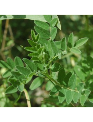 Image 14153 supplémentaire pour Astragale - Racine coupée 100g - Tisane d'Astragalus membranaceus