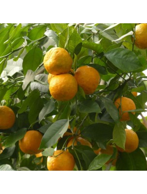 Image 14159 supplémentaire pour Oranger bigaradier Bio - Feuille entière 50g - Tisane de Citrus aurantium