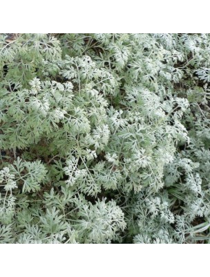 Image 14200 supplémentaire pour Absinthe (Grande absinthe) Bio - Estomac et Vermifuge Teinture-mère Artemisia absinthium 50 ml - Herbiolys