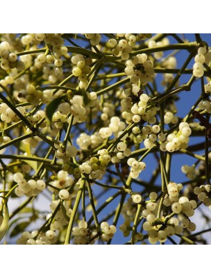https://www.louis-herboristerie.com/14216-home_default/mistletoe-bio-hypertension-mother-tincture-viscum-album-crataegi-50-ml-natural-herbiolys.jpg