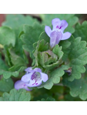 Image 14217 supplémentaire pour Lierre terrestre Bio - Digestion et Respiration Teinture-mère Glechoma hederacea 50 ml - Herbiolys