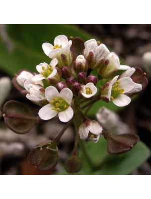 Image 14341 supplémentaire pour Bourse à pasteur Bio - Sommité fleurie coupée 100g - Tisane de Capsella bursa-pastoris