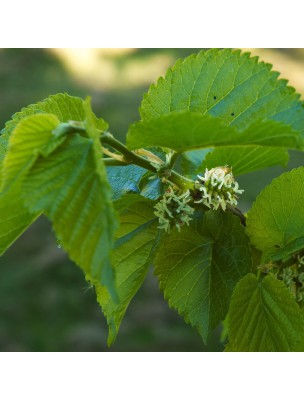 Image 14450 supplémentaire pour Mûrier noir - Feuilles coupées 100g - Tisane Morus nigra L.