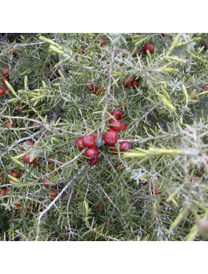 Image 14501 supplémentaire pour Genévrier Cadier Bio - Antiseptique Teinture-mère Juniperus oxycedrus 50 ml - Herbiolys