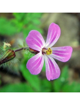 Image 14515 supplémentaire pour Géranium Herbe à Robert Bio - Antiseptique Teinture-mère Geranium robertianum 50 ml - Herbiolys