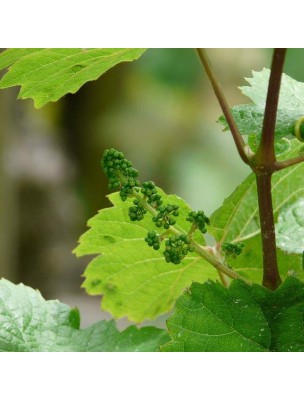 Image 14625 supplémentaire pour Vigne rouge Bio - Circulation Teinture-mère Vitis vinifera rubra 50 ml - Herbiolys