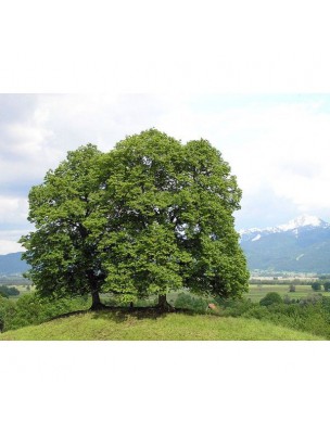 Image 14657 supplémentaire pour Tilleul Bractée Bio - Sommeil Teinture-mère Tilia platyphyllos 50 ml - Herbiolys