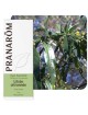 Litsée citronnée - Huile essentielle Litsea citrata 10 ml - Pranarôm