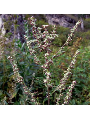 Image 14939 supplémentaire pour Armoise - Feuille coupée 100g - Tisane d'Artemisia vulgaris L.