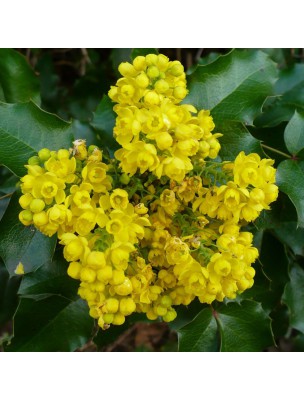 Image 15309 supplémentaire pour Mahonie houx Bio - Troubles cutanés Teinture-mère Mahonia aquifolium 50 ml - Herbiolys