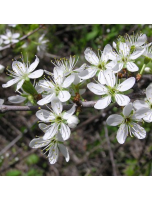 Image 15325 supplémentaire pour Prunellier Bio - Transit et Vitamine C Teinture-mère Prunus spinosa 50 ml - Herbiolys