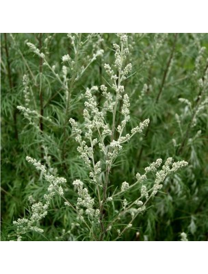 Image 15387 supplémentaire pour Armoise commune - Digestion et Troubles féminins Teinture-mère Artemisia vulgaris 50 ml - Herbiolys