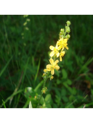 Image 15388 supplémentaire pour Aigremoine - Toxines et Circulation Teinture-mère Agrimonia eupatoria 50 ml - Herbiolys