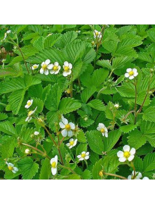 Image 15545 supplémentaire pour Fraisier - Feuilles coupées 100 g - Tisane Fragaria vesca