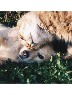 Image 15763 supplémentaire pour CompleX Dental - Plaque dentaire, Tartre et Haleine des chiens et des chats 60 g - AniBio