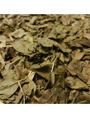 Image de Natural Henna - Cut leaves 100g - Lawasonia inermis Herbal Tea depuis Natural hair dyes and hair care (2)