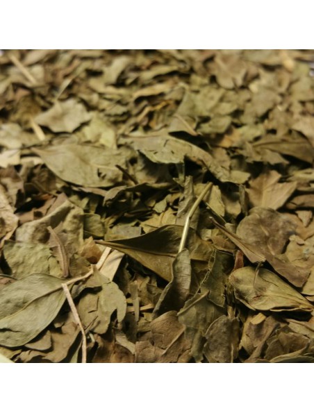 Henné naturel - Feuilles coupées 100g - Tisane de Lawasonia inermis