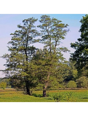 https://www.louis-herboristerie.com/16301-home_default/alder-bud-macerate-organic-circulation-and-breathing-50-ml-herbiolys.jpg