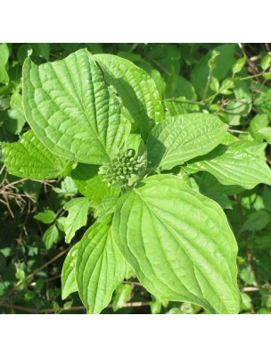 https://www.louis-herboristerie.com/16314-home_default/blood-dogwood-bud-macerate-organic-cardiovascular-and-circulatory-50-ml-herbiolys.jpg