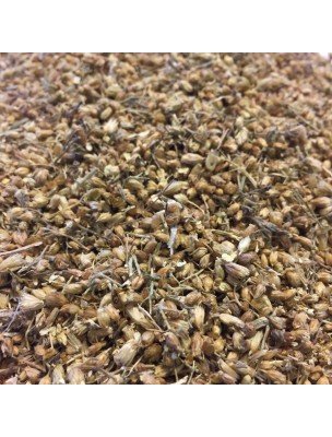 Image de Achillée millefeuille Bio - Sommité Fleurie coupée 100g - Tisane d'Achillea millefolium L. via Framboisier Bio - Tisane de Rubus idaeus L.