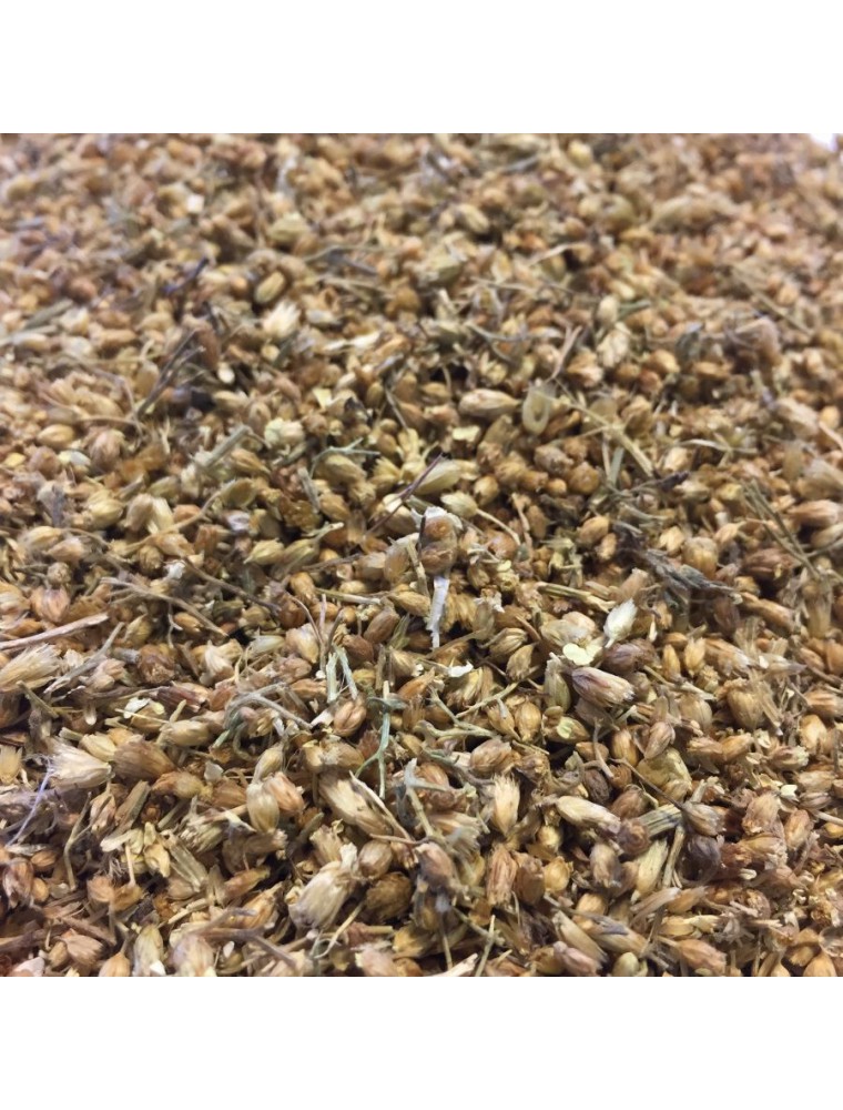 Image principale de la modale pour Achillée millefeuille Bio - Sommité Fleurie coupée 100g - Tisane d'Achillea millefolium L.