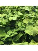 Ail des Ours Bio - Feuille coupée 100g - Tisane d\'Allium ursinum