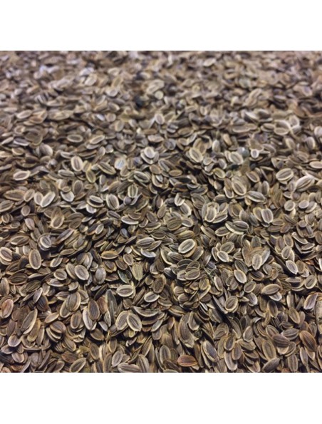 Achetez Aneth Bio - Fruit 100g - Tisane d'Anethum graveolens à l'herboristerie Louis Image principale de Aneth Bio - Fruit 100g - Tisane d'Anethum graveolens