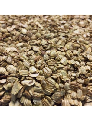 Image de Angelica Bio - Fruit 100g - Angelica archangelica L. herbal tea depuis Buy the products Louis at the herbalist's shop Louis (2)