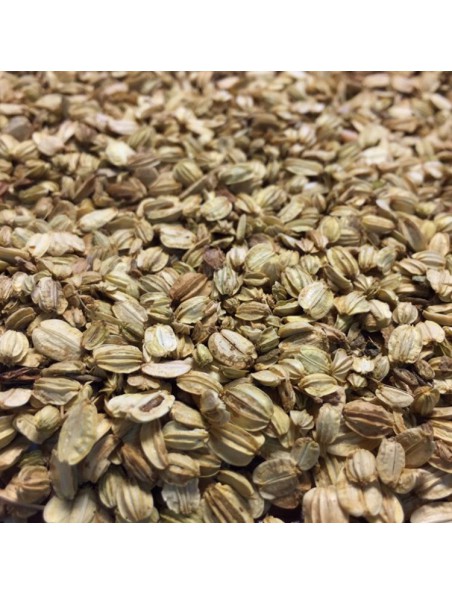 Achetez Angélique Bio - Fruit 100g - Tisane d'Angelica archangelica L. à l'herboristerie Louis Image principale de Angélique Bio - Fruit 100g - Tisane d'Angelica archangelica L.