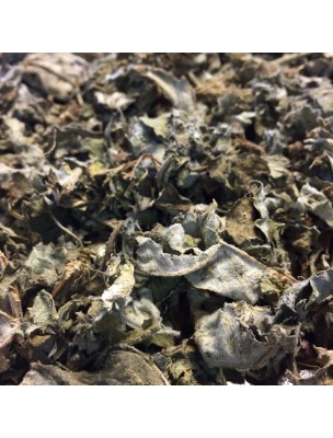Image de Artichoke Bio - Cut leaf 100g - Herbal tea from Cynara cardunculus var. scolymus via Buy Lycopodium - Aerial part 100g - Lycopodium