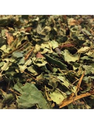Image de Birch Organic - Cut leaves 100g - Betula pendula Roth herbal tea depuis Depurative plants to eliminate waste from the body