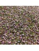 Bruyère Bio - Fleurs et feuilles 100g - Tisane Calluna vulgaris (L.) Hull