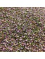 Image de Bruyère Bio - Fleurs et feuilles 100g - Tisane Calluna vulgaris (L.) Hull via Acheter UriGEM GC27 Bio - Confort urinaire en Gemmothérapie 30 ml -
