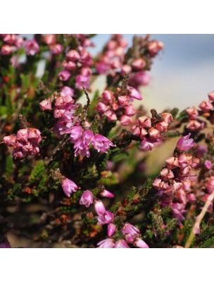 Image 16527 supplémentaire pour Bruyère Bio - Fleurs et feuilles 100g - Tisane Calluna vulgaris (L.) Hull