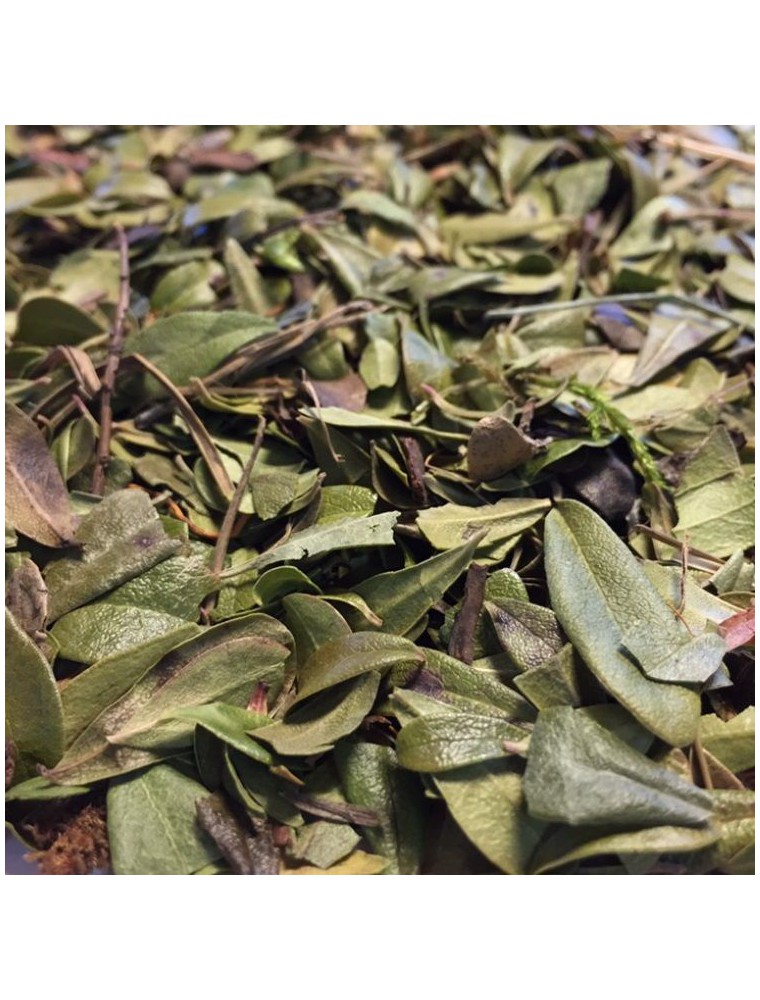 Busserole Bio - Feuilles coupées 100g - Tisane Arctostaphylos uva-ursi (L.) S. Busserole Bio - Feuilles coupées 100g - Tisane Arctostaphylos uva-ursi (L.) S.
